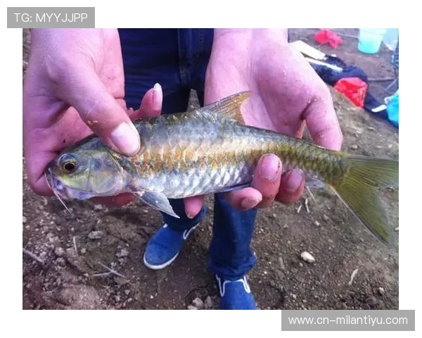 博鱼app官网用户评价与反馈汇总助你了解真实游戏体验