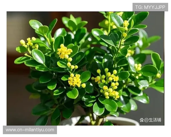 米兰开花时间：根据季节变化安排米兰的花卉观赏与旅游行程